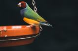 世界椋鸟日：了解这种小鸟的奥秘